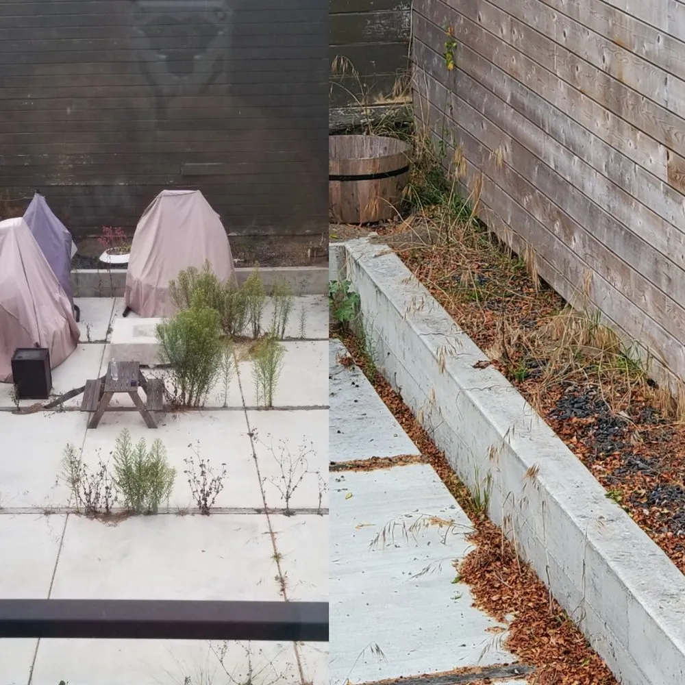 Custom yard cleanup service in San Francisco, CA by Viet's Landscaping