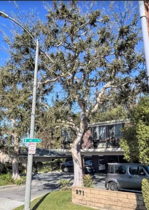 Trusted outdoor landscaping for residential properties in Hawaiian Gardens, CA by View Quality Landscaping