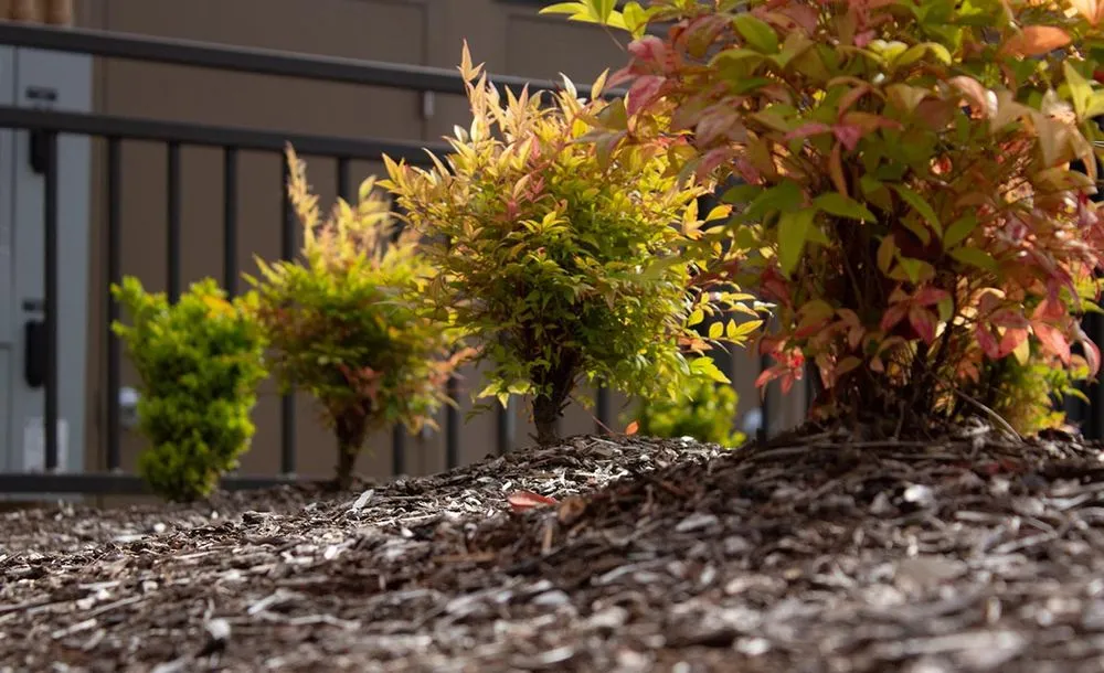 Affordable lawn mowing service near you in Tigard, OR by Viewpoints Landscaping