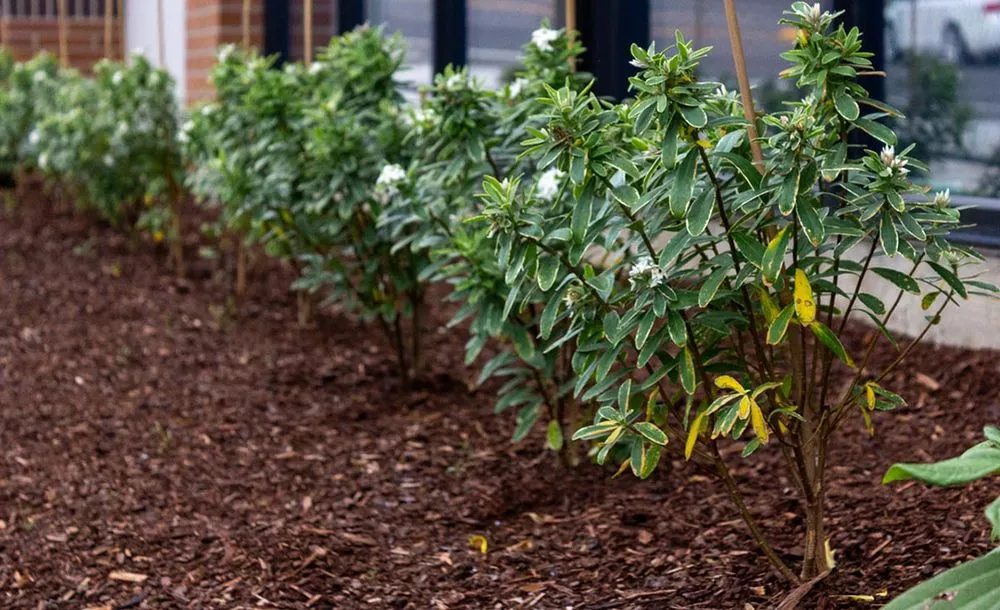 Top-rated outdoor landscaping for homes in Tigard, OR by Viewpoints Landscaping