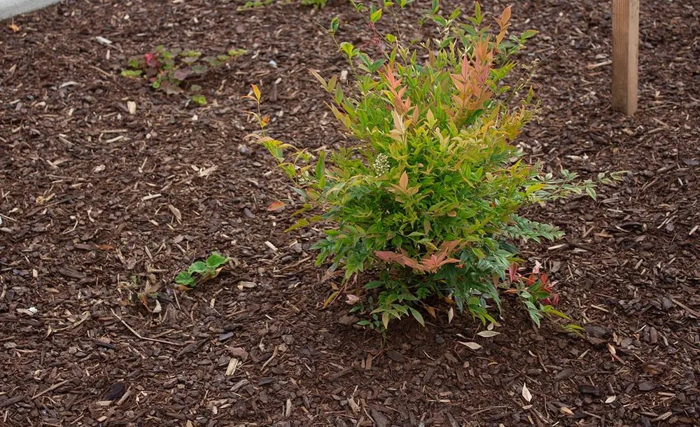 Professional outdoor landscaping for homes in Tigard, OR by Viewpoints Landscaping