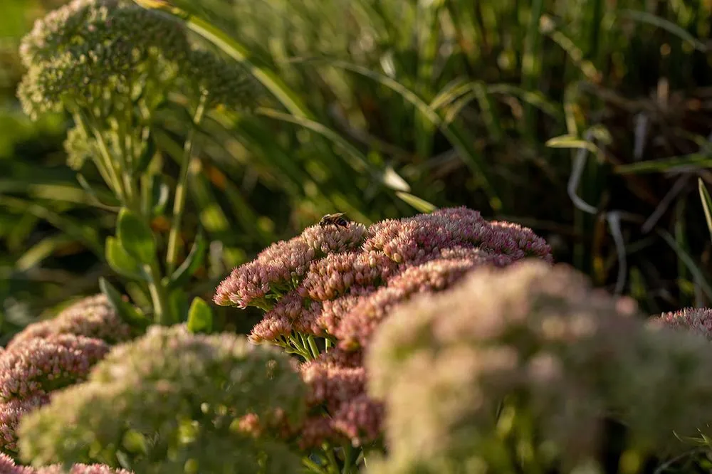 Reliable garden landscaping in Tigard, OR - Viewpoints Landscaping