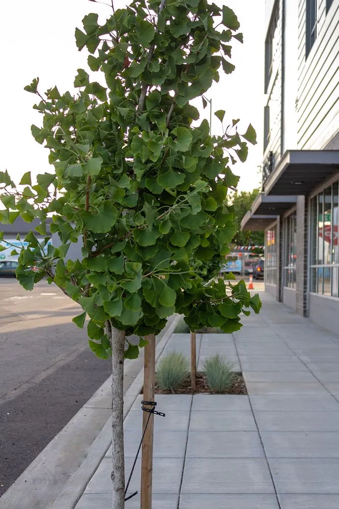 Local outdoor landscaping with custom design across Tigard, OR - Viewpoints Landscaping