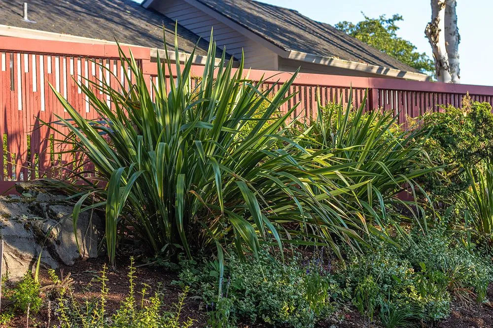 Local yard cleanup service for beautiful yards in Tigard, OR by Viewpoints Landscaping