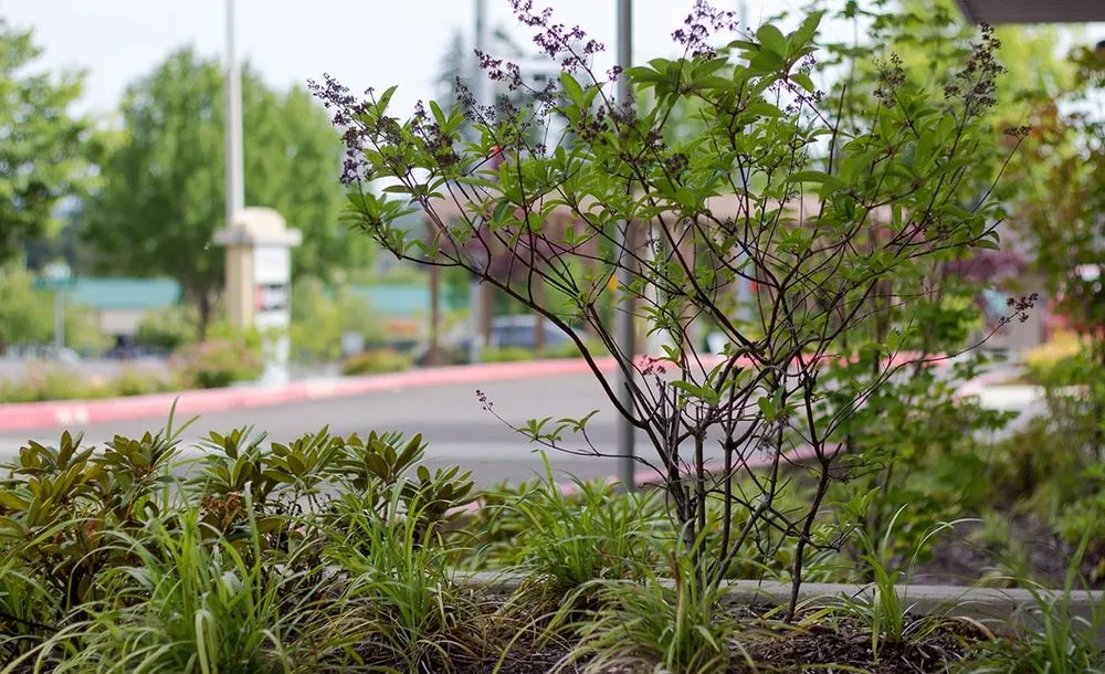 Affordable yard cleanup service experts serving Tigard, OR - Viewpoints Landscaping
