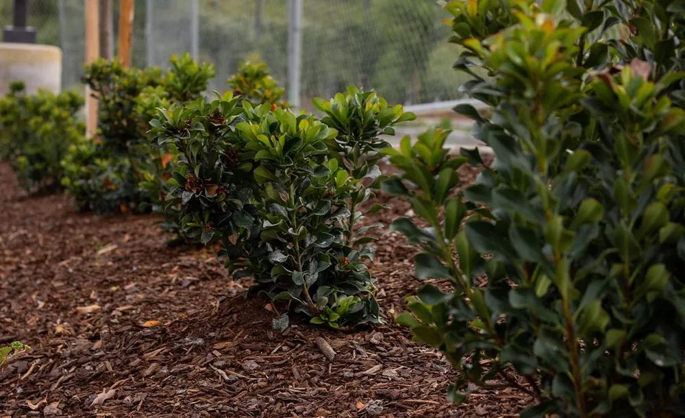 Reliable yard cleanup service in Tigard, OR - Viewpoints Landscaping