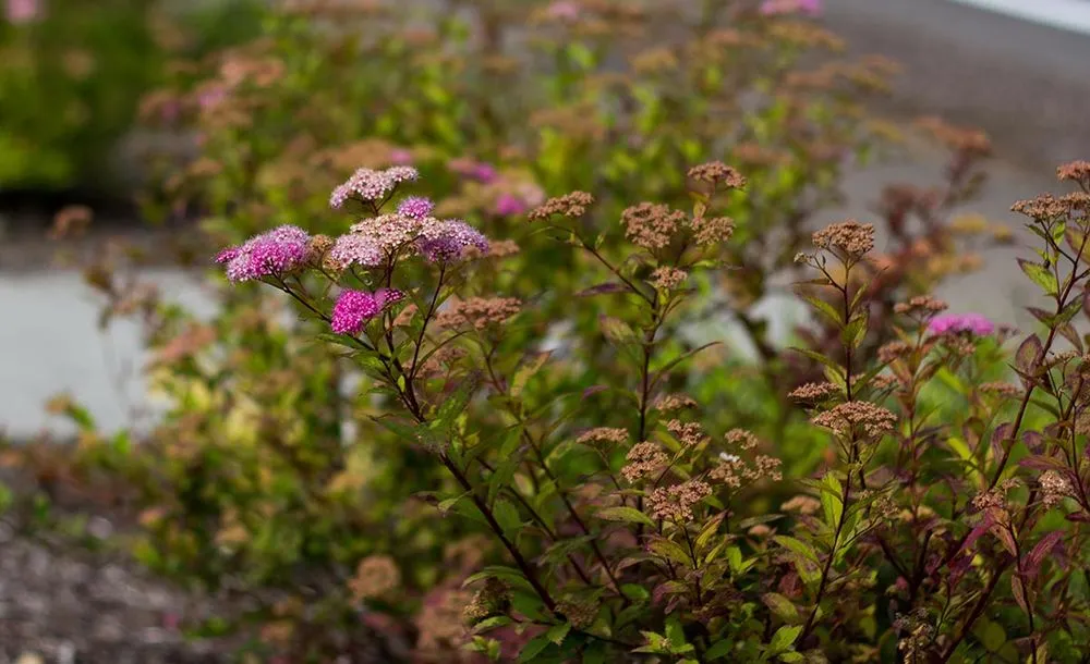 Reliable garden landscaping in Tigard, OR by Viewpoints Landscaping