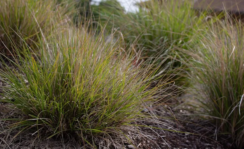 Affordable landscaping services experts serving Tigard, OR - Viewpoints Landscaping