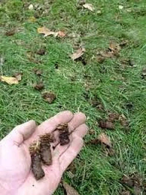 Local lawn care service in West Fargo, ND - Vigens Lawn Services