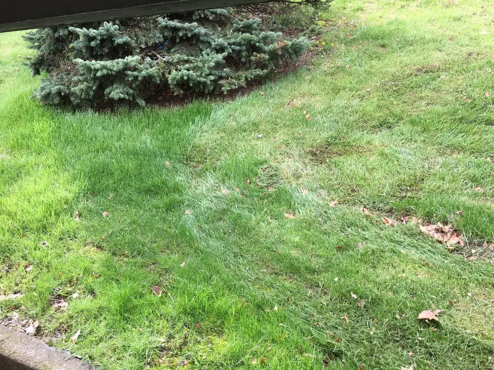 Expert lawn care service experts serving Pittsburgh, PA - Vigliotti Landscaping and Construction