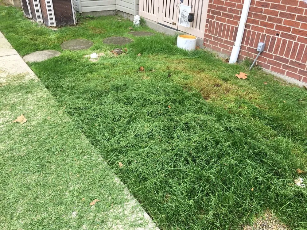 Top-rated lawn care service near you across Pittsburgh, PA - Vigliotti Landscaping and Construction