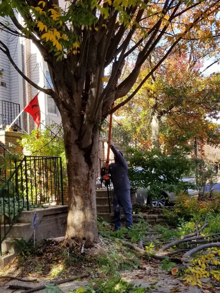 Top-rated residential landscaping for beautiful yards across Culpeper, VA - VII Oaks Tree and Yard Service