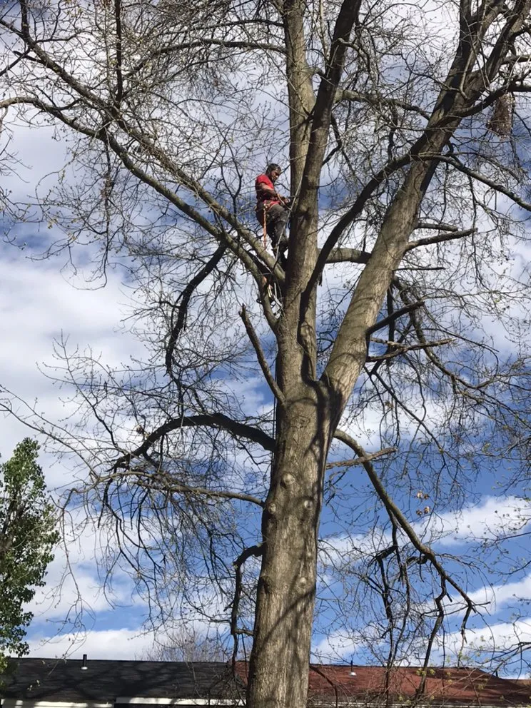 Top-rated yard maintenance for residential properties across Culpeper, VA - VII Oaks Tree and Yard Service