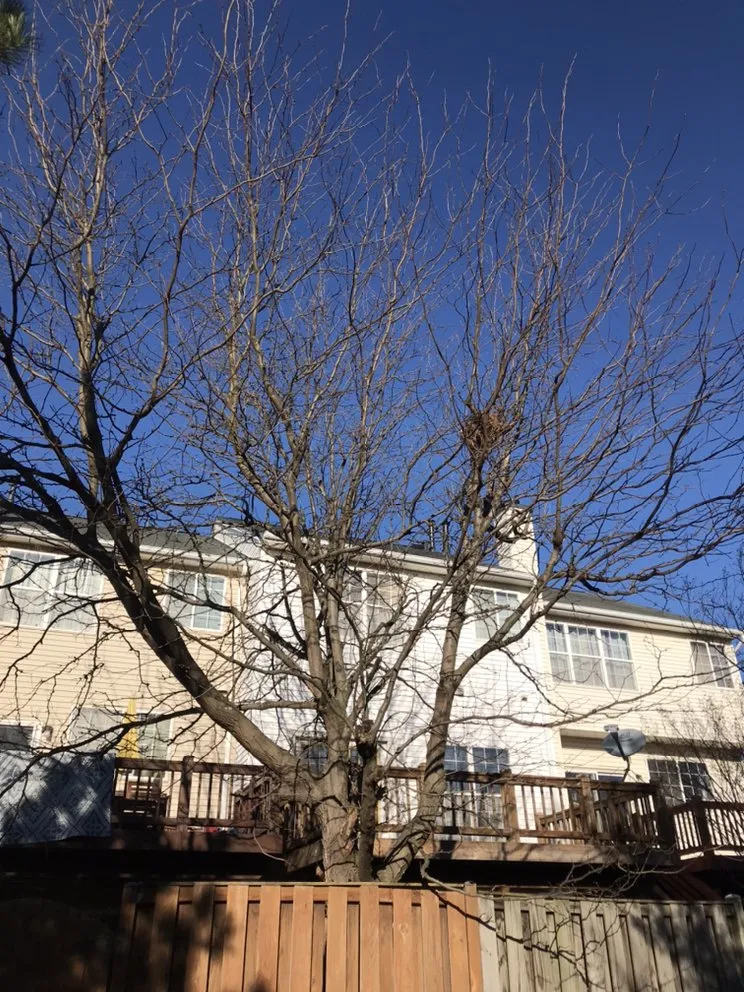 Affordable yard cleanup service for outdoor upgrades in Culpeper, VA by VII Oaks Tree and Yard Service