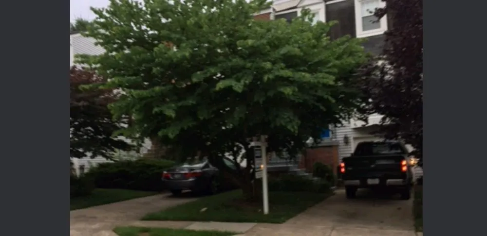 Reliable yard cleanup service in Culpeper, VA by VII Oaks Tree and Yard Service