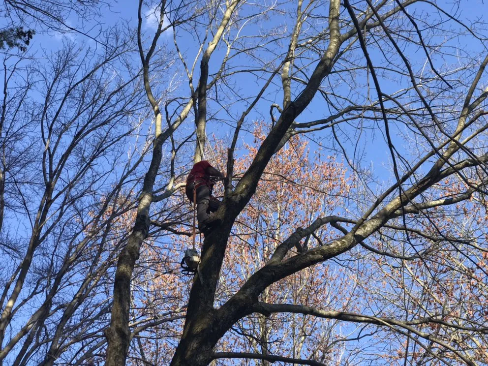 Expert landscape design experts serving Culpeper, VA - VII Oaks Tree and Yard Service