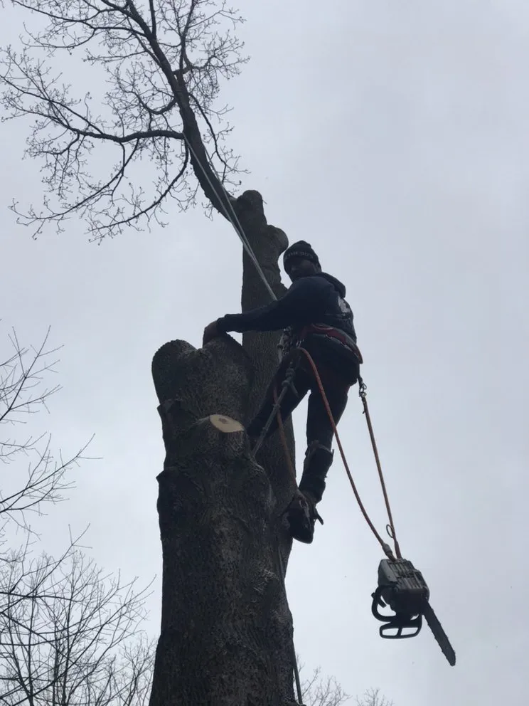 Custom lawn care service experts serving Culpeper, VA - VII Oaks Tree and Yard Service