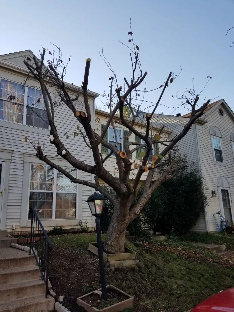 Professional lawn care service with custom design across Culpeper, VA - VII Oaks Tree and Yard Service