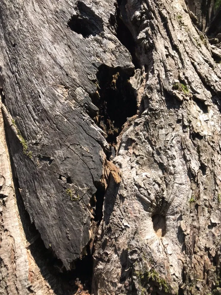 Reliable landscape installation in Culpeper, VA - VII Oaks Tree and Yard Service