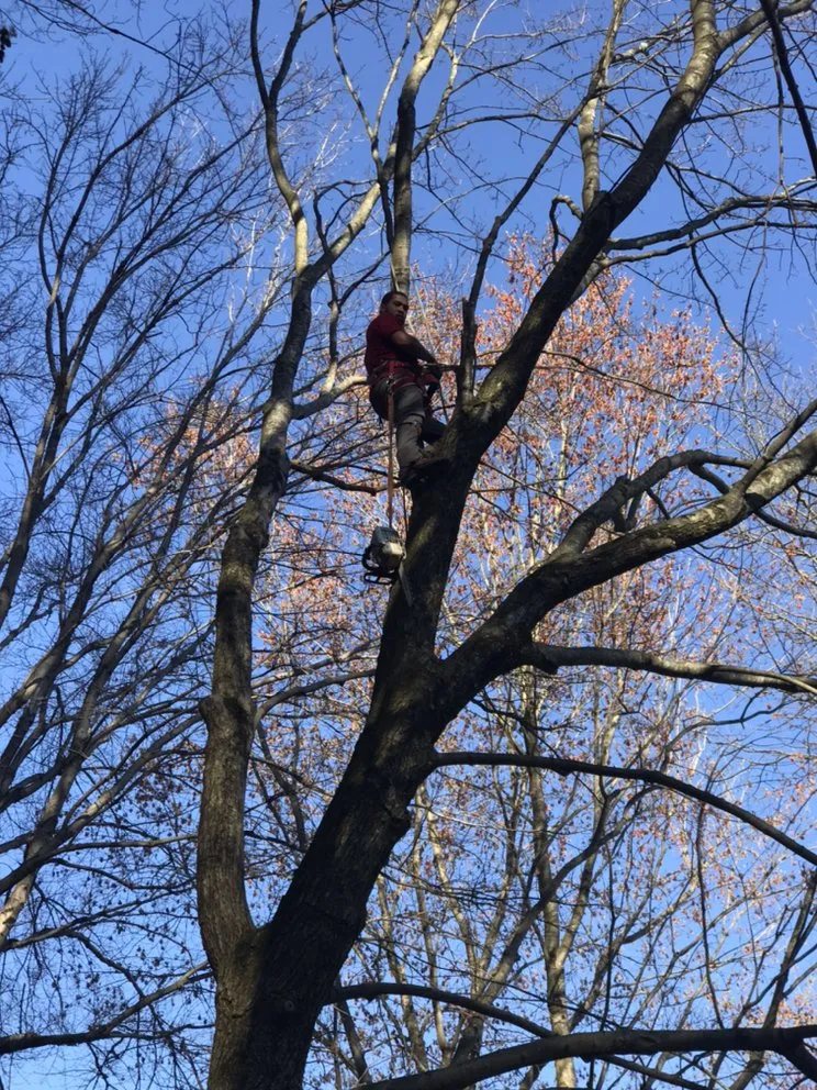 Trusted residential landscaping for residential properties in Culpeper, VA by VII Oaks Tree and Yard Service