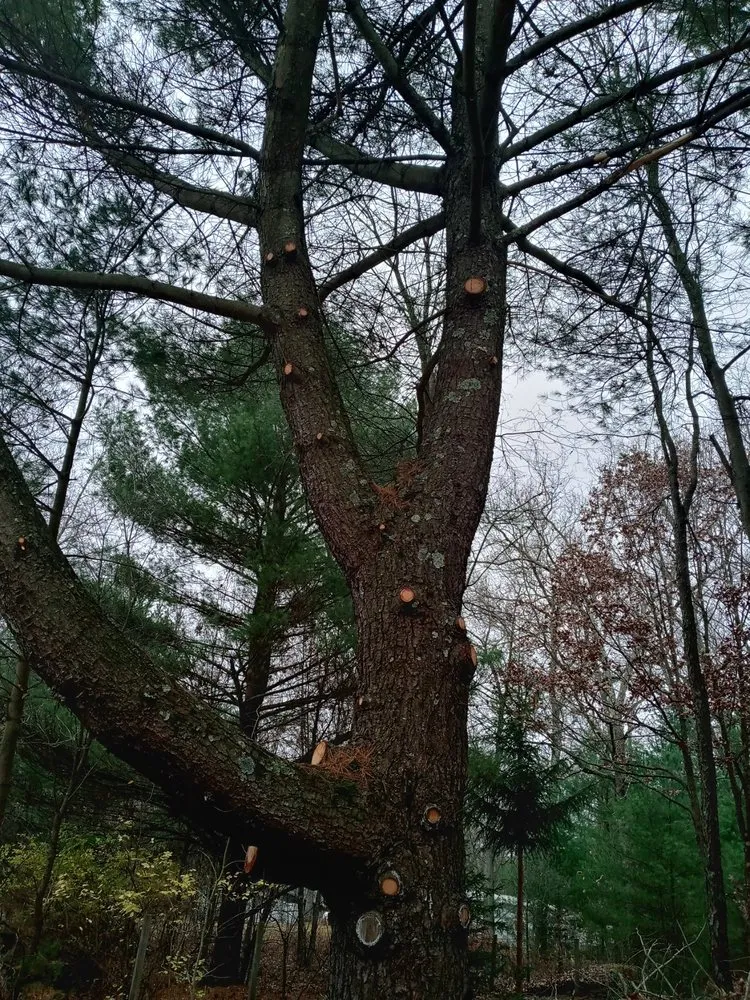 Top-rated landscape design experts serving Twin Lake, MI - Viking Land Management