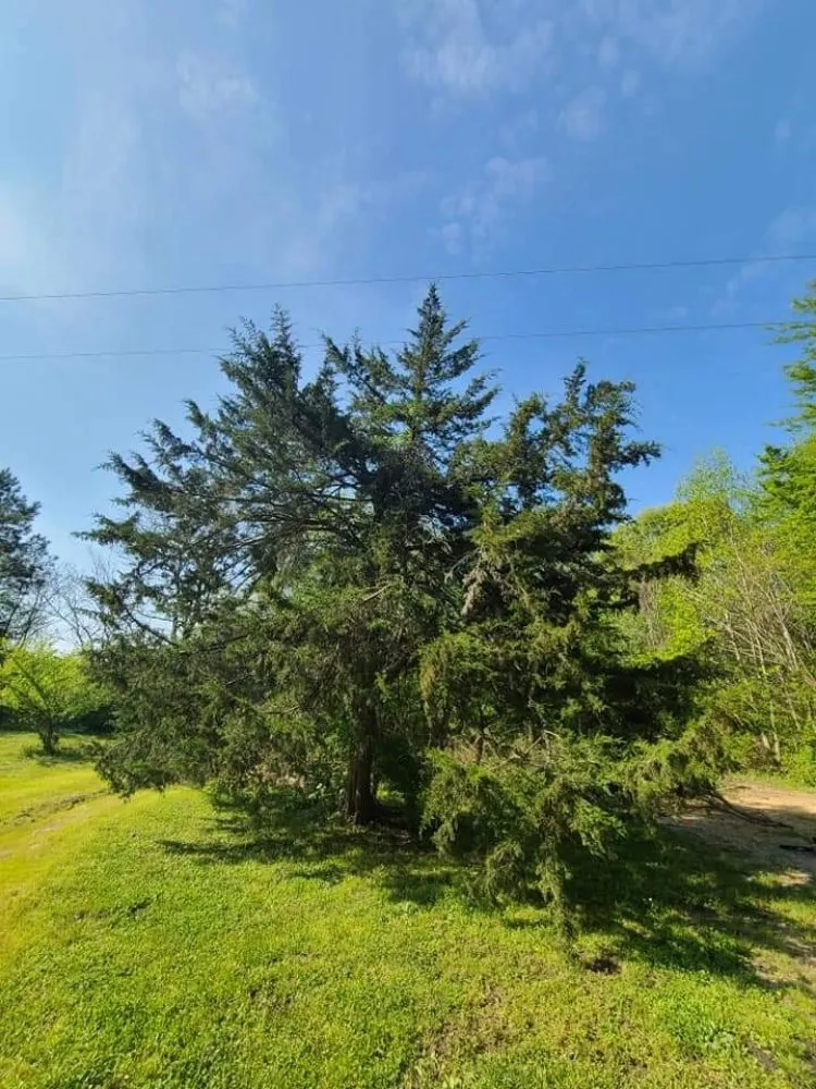 Trusted lawn care service for homes in Henderson, NC by Viks Services