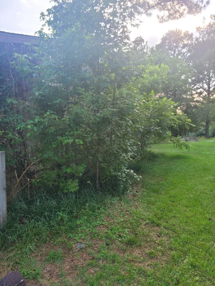 Professional lawn care service in Henderson, NC - Viks Services