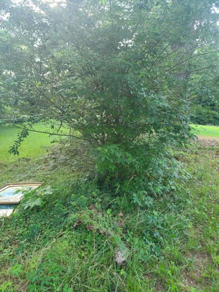 Expert lawn care service in Henderson, NC by Viks Services