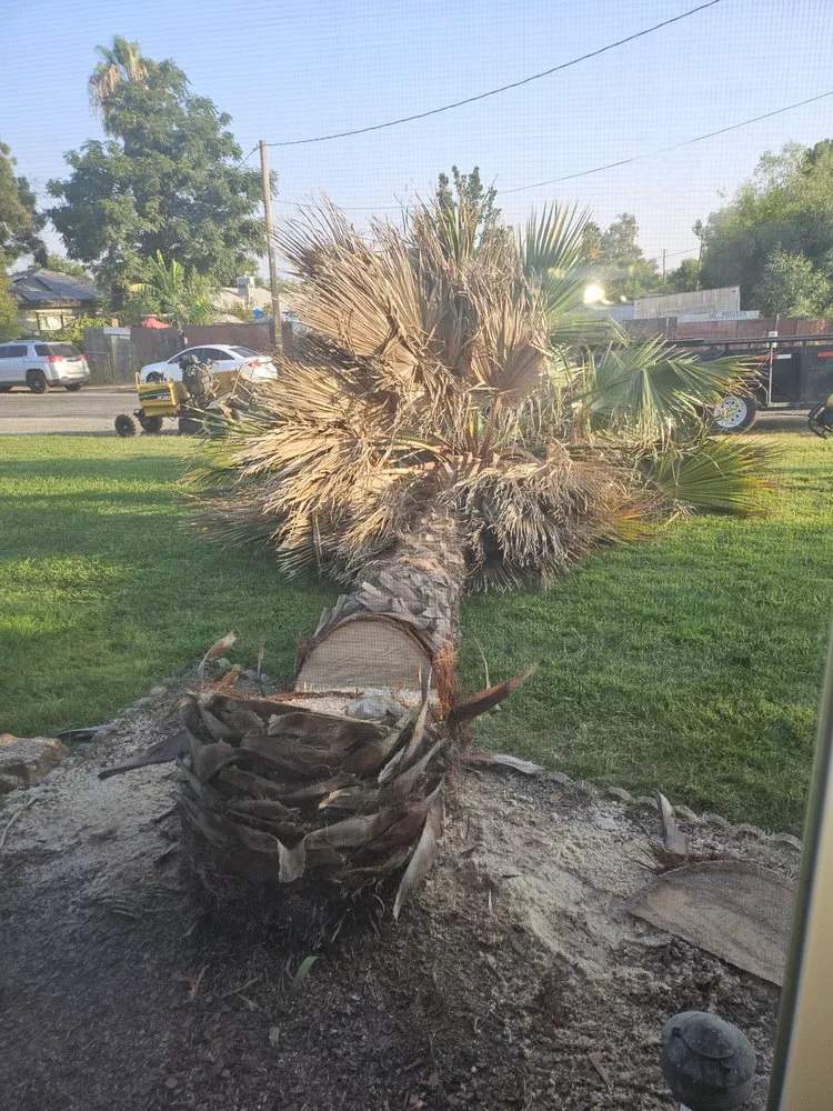 Professional yard maintenance in Madera, CA by Villa Garden Service