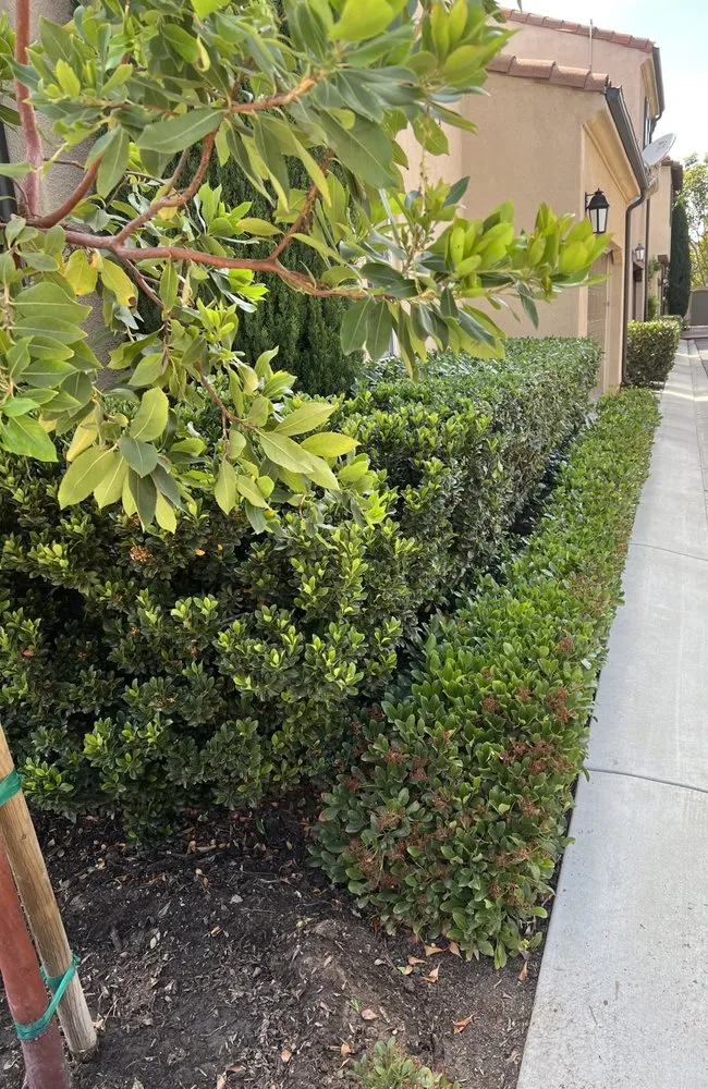 Professional residential landscaping in Irvine, CA by Villa Park Landscape