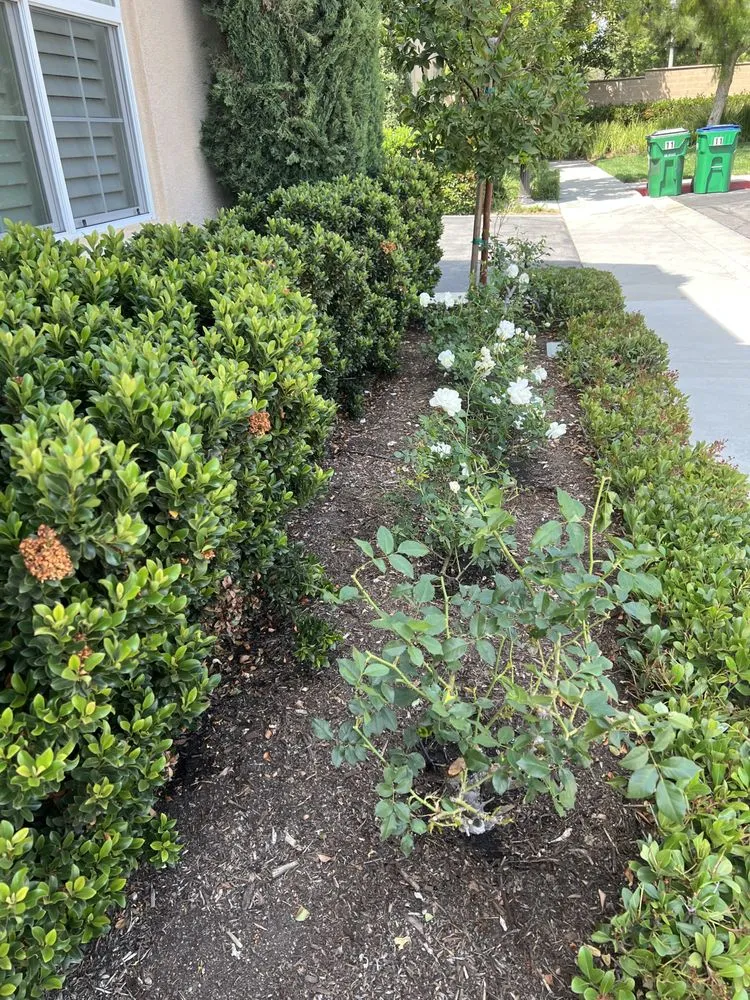 Local lawn mowing service experts serving Irvine, CA - Villa Park Landscape