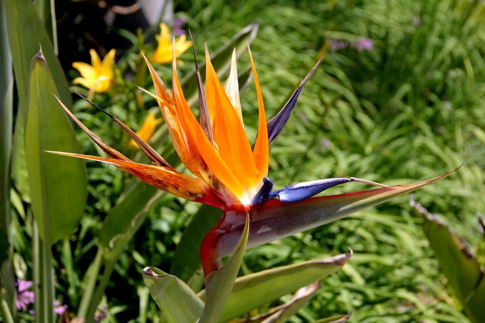 Reliable yard maintenance in Irvine, CA - Villa Park Landscape