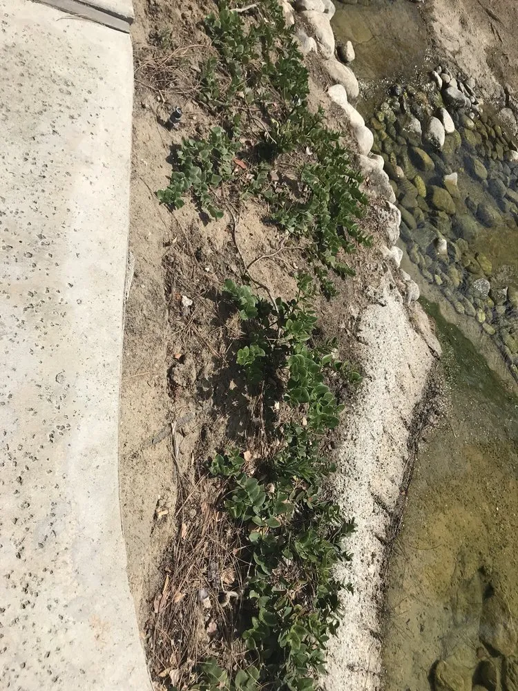 Local yard cleanup service in Orange, CA by Villa Park Landscape