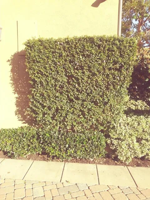 Affordable lawn mowing service in Orange, CA by Villa Park Landscape