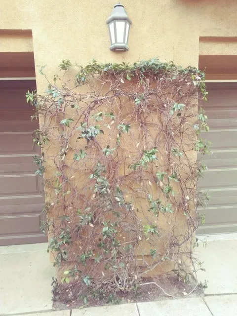 Trusted residential landscaping in Orange, CA by Villa Park Landscape