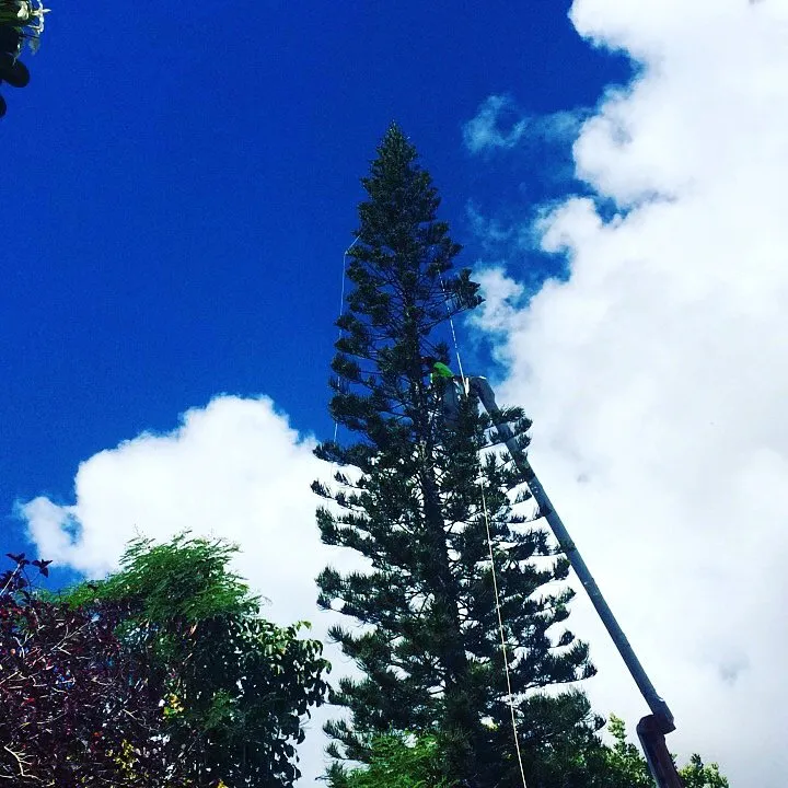 Reliable lawn care service in Kapaa, HI - Villa Tree Trimming