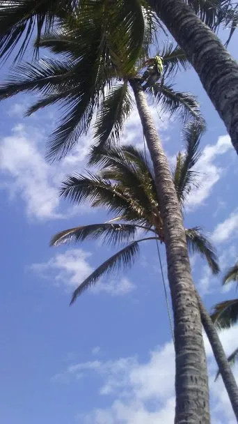 Custom landscaping services for year-round maintenance in Kapaa, HI by Villa Tree Trimming