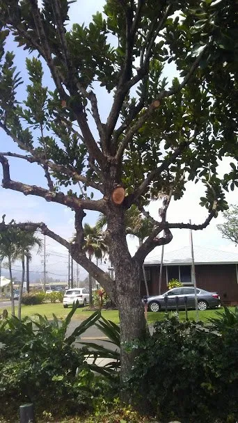 Custom lawn mowing service for year-round maintenance in Kapaa, HI by Villa Tree Trimming