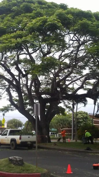 Custom yard cleanup service in Kapaa, HI - Villa Tree Trimming