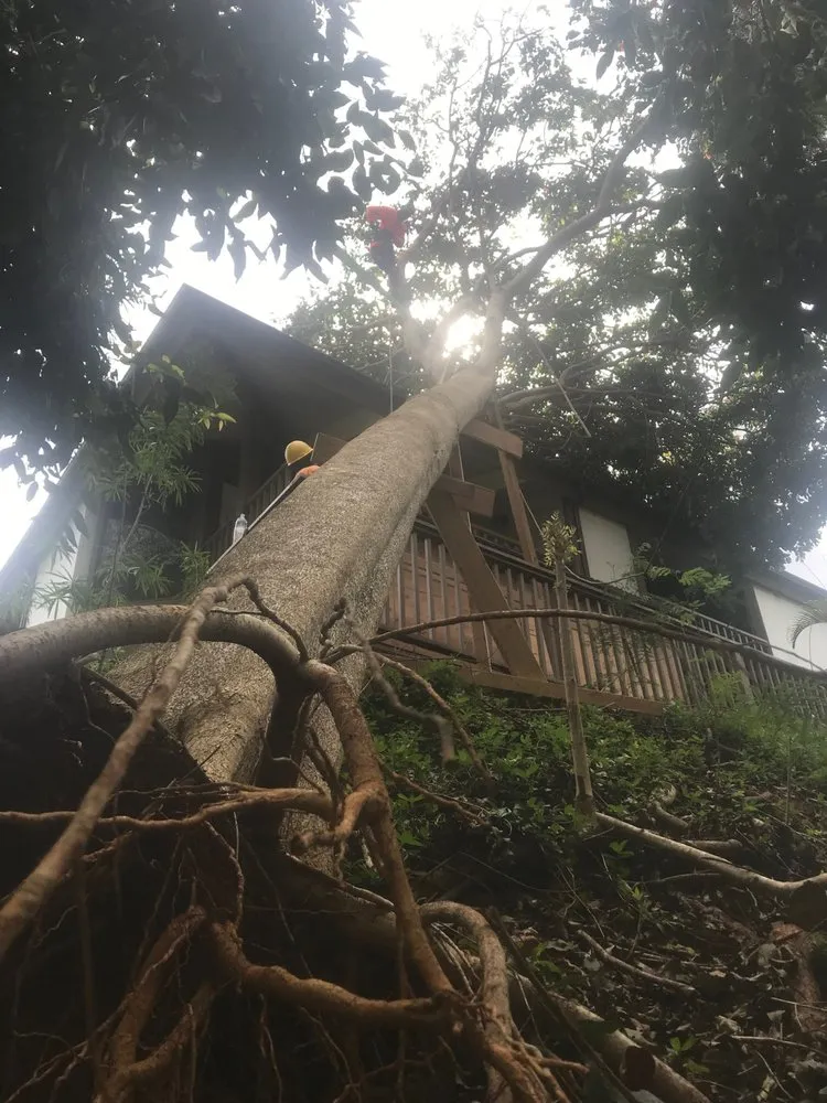 Local garden landscaping experts serving Kapaa, HI - Villa Tree Trimming