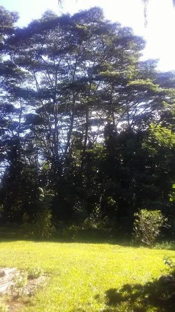 Professional lawn care service in Kapaa, HI - Villa Tree Trimming