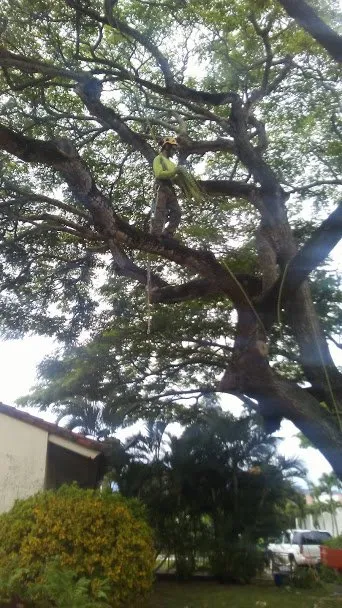 Top-rated yard cleanup service in Kapaa, HI - Villa Tree Trimming