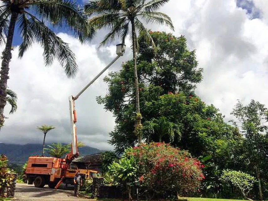 Professional outdoor landscaping experts serving Kapaa, HI - Villa Tree Trimming