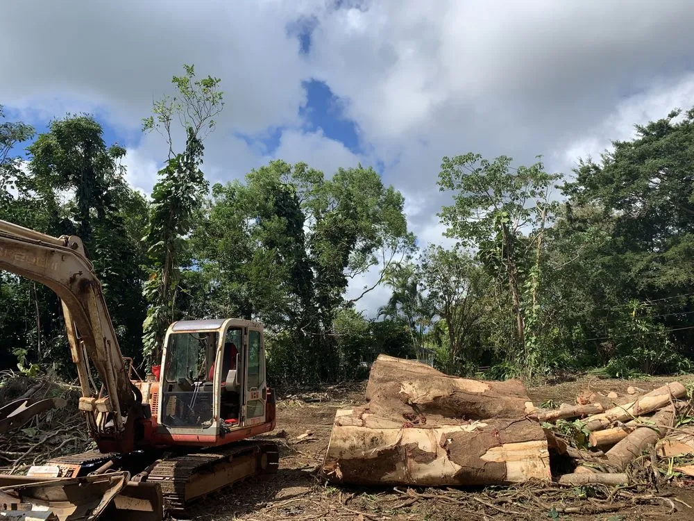 Professional outdoor landscaping in Kapaa, HI - Villa Tree Trimming