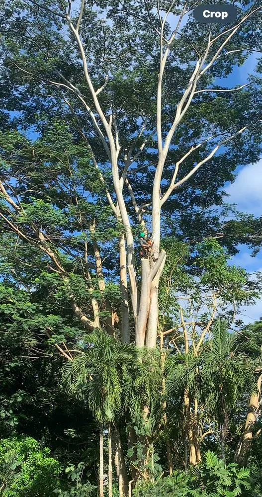 Professional lawn mowing service with custom design across Kapaa, HI - Villa Tree Trimming