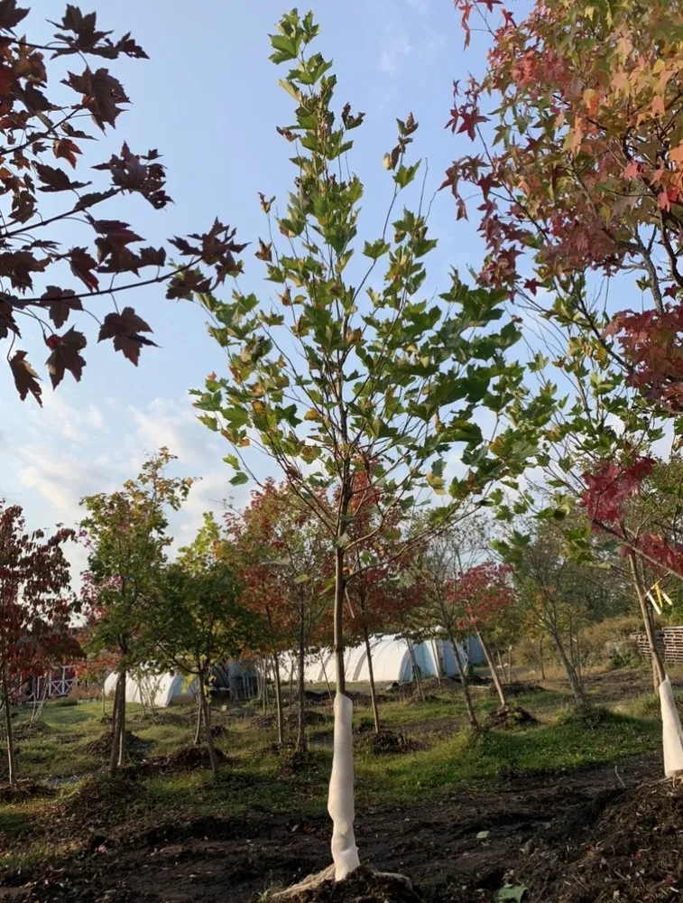 Reliable residential landscaping near you across Mendon, NY - Village Garden Store