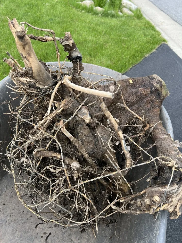 Reliable landscape design for residential properties across Mendon, NY - Village Garden Store