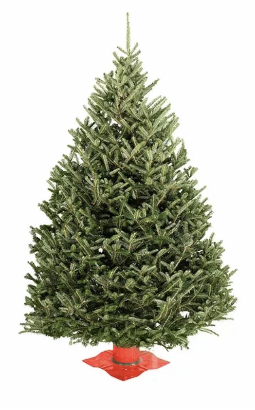 Expert landscaping services for year-round maintenance in Mendon, NY by Village Garden Store