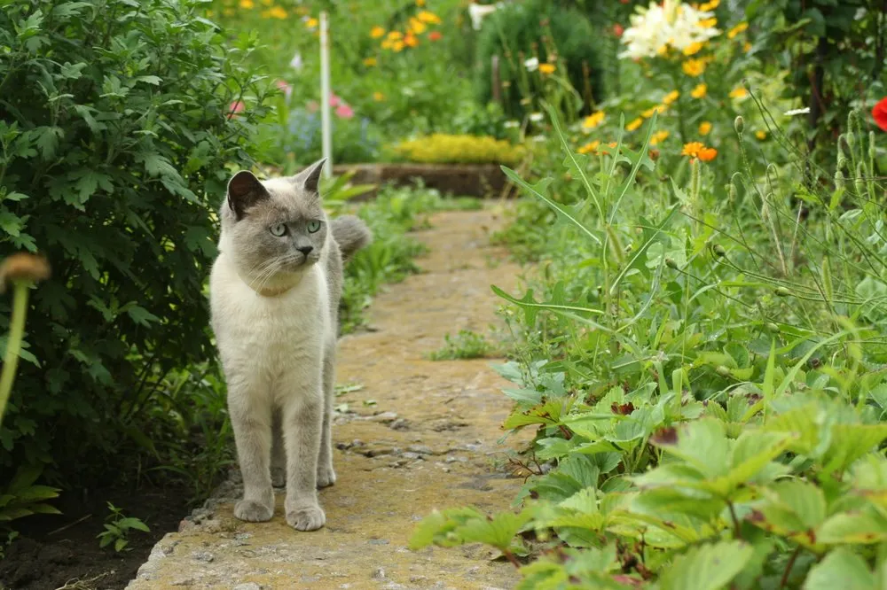 Expert landscaping services in Ocean City, MD - Village Greens Landscaping