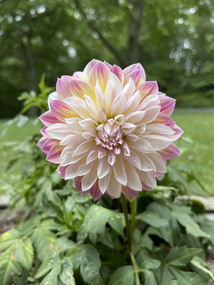 Local landscaping services in Ocean City, MD by Village Greens Landscaping